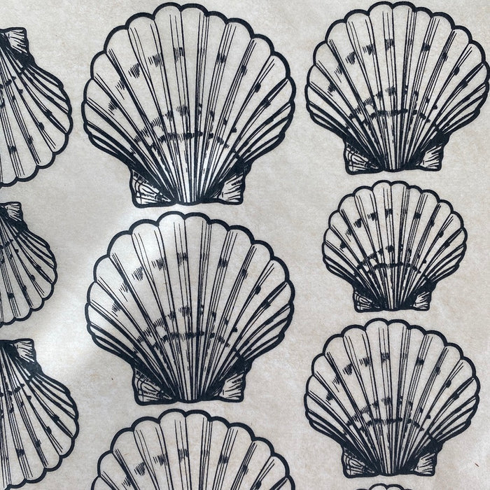Shells Scallop