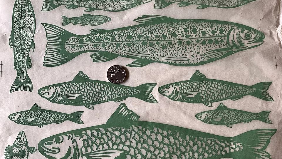 Here Fishy Fishy