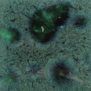 Assorted Jungle Gems - 4 oz. Samples