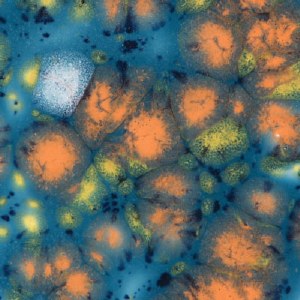 Assorted Jungle Gems - 4 oz. Samples