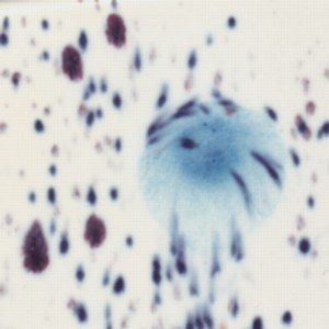 2701 Peacock Eyes Jungle Gem