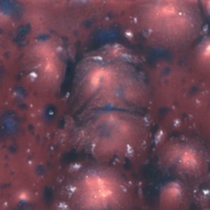 2704 Plum Jelly Jungle Gem