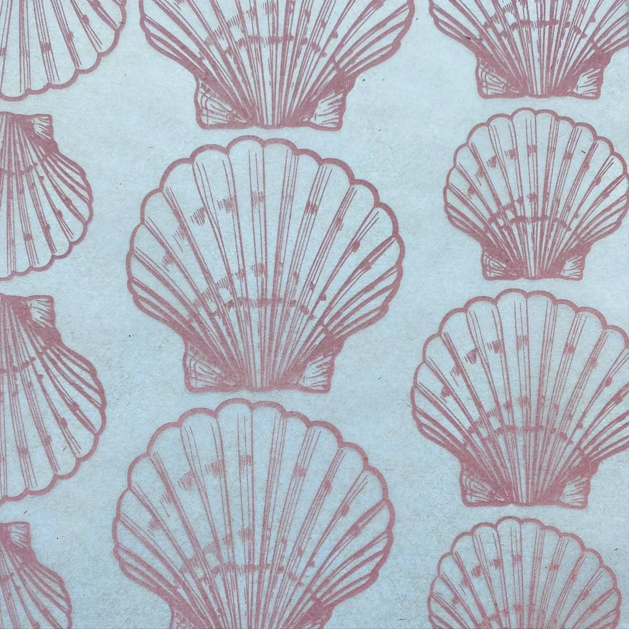 Shells Scallop