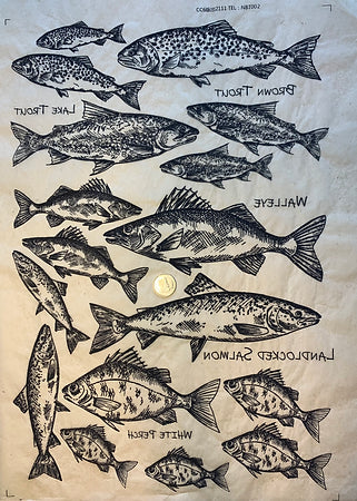 The Big Catch - Great White North Pottery Supplies