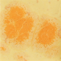 2729 Citrus Splash Jungle Gem - Great White North Pottery Supplies